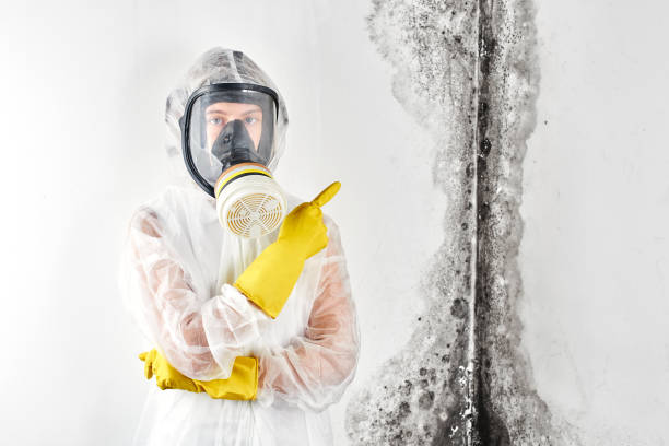 Best Emergency Mold Remediation in Advance, MO